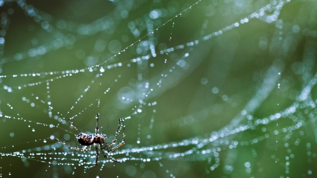 Guida al crawling, la scansione per scoprire le pagine web
