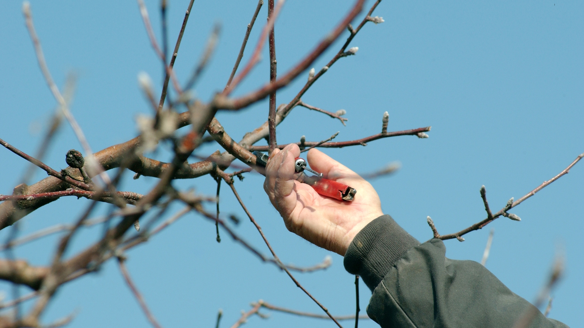 guida al content pruning, la potatura SEO